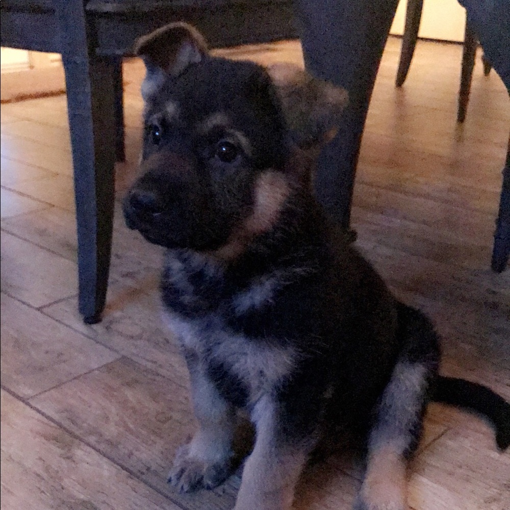 Meet your Posher, Diana